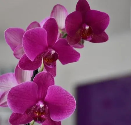 Casa Orquidea Βίλα *